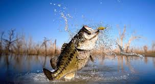 Bass