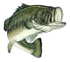 bass